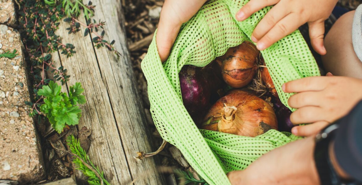 person holding green and brown fruit